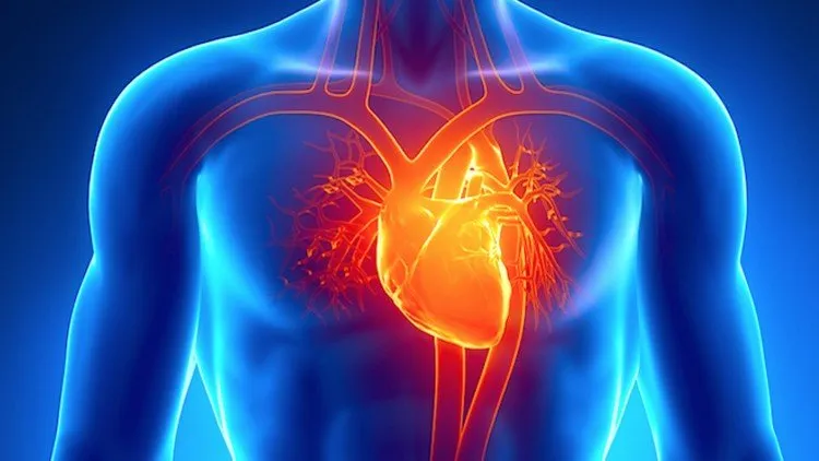 Cardiac Anatomy & Physiology